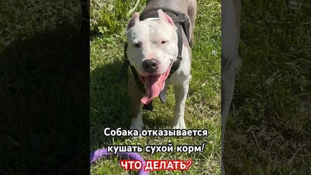Собака не кушает сухой корм- что делать? #amstaff #dog #амстафф #собака #питание #еда #тренд #шортс Собака не кушает сухой корм- что делать? #amstaff #dog #амстафф #собака #питание #еда #тренд #шортс