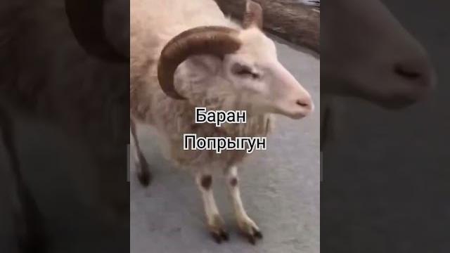 Баран попрыгун #баран #овца #смешно #веселыевидео #животные #прикол #юмористическийконтент Баран попрыгун #баран #овца #смешно #веселыевидео #животные #прикол #юмористическийконтент