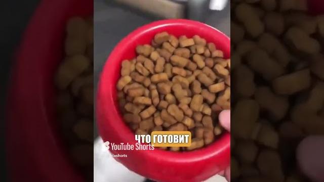 Собака хочет еду «повкуснее» // - «Хорошие новости» Собака хочет еду «повкуснее» // - «Хорошие новости»