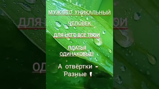 анекдот про мужа и твои платья, смешные анекдоты #129, анекдот, шутки, юмор, приколы, лучшие анекдот анекдот про мужа и твои платья, смешные анекдоты #129, анекдот, шутки, юмор, приколы, лучшие анекдот