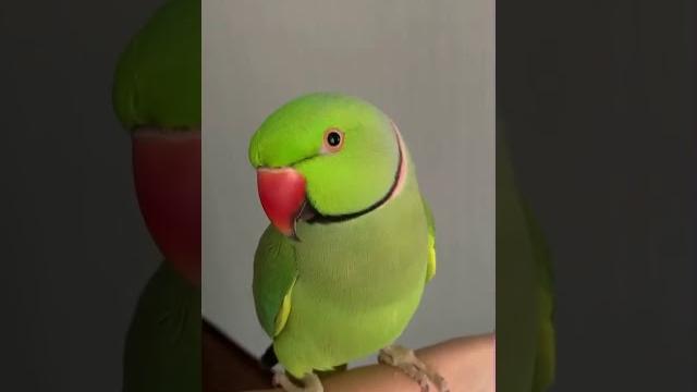 Говорящий попугай Ричи Говорящий попугай Ричи