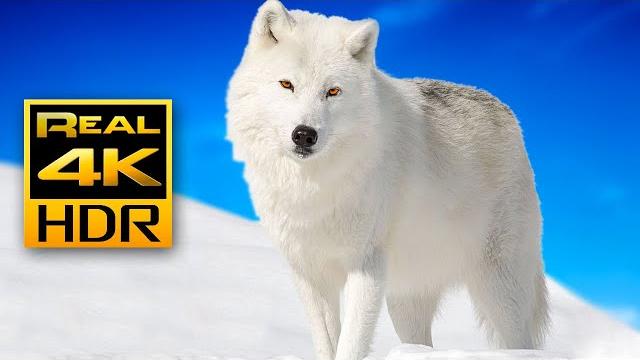Красивые зимние животные в 4K HDR ️ Арктические волки и песцы — Расслабляющая музыка. Красивые зимние животные в 4K HDR ️ Арктические волки и песцы — Расслабляющая музыка.