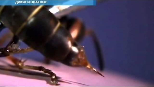 Укус осы. Укус осы в МАКРО увелечении. HD Укус осы. Укус осы в МАКРО увелечении. HD