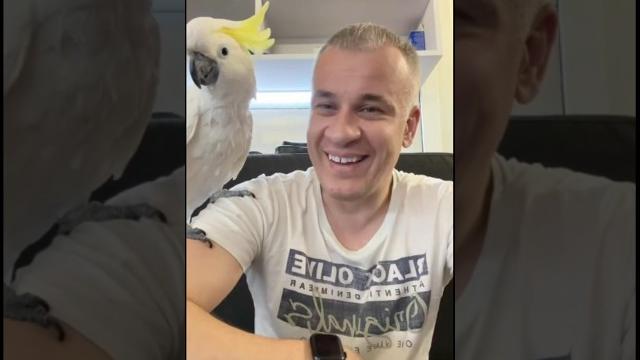 Какаду сторожевой пёс Кирюня #cockatoo #какаду #birds #mysalon #parrot #animals #юмор #смех #дуэт Какаду сторожевой пёс Кирюня #cockatoo #какаду #birds #mysalon #parrot #animals #юмор #смех #дуэт
