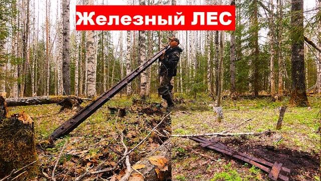 Это просто ЖЕЛЕЗНЫЙ ЛЕС! Нашел в лесу остатки железной дороги. #тайга #металокоп #металоискатель Это просто ЖЕЛЕЗНЫЙ ЛЕС! Нашел в лесу остатки железной дороги. #тайга #металокоп #металоискатель