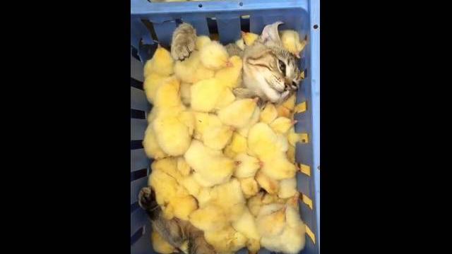 Кот с Цыплятами! Кот с Цыплятами!