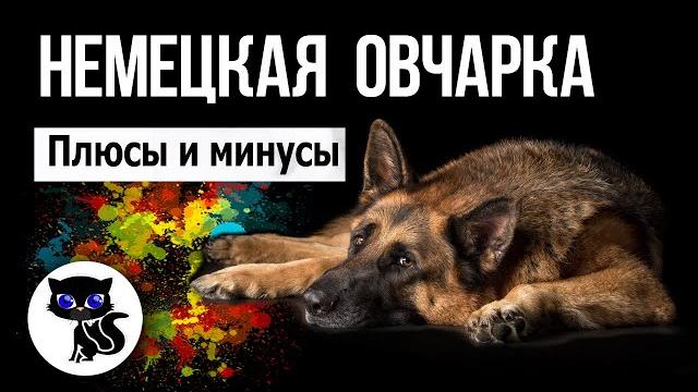 Немецкая овчарка: плюсы и минусы породы Немецкая овчарка: плюсы и минусы породы