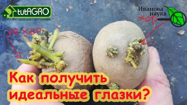 УРОЖАЙ КАРТОФЕЛЯ ГОРАЗДО БОЛЬШЕ. СХЕМА ПОЛУЧЕНИЯ ИДЕАЛЬНЫХ ГЛАЗКОВ КАРТОФЕЛЯ ПЕРЕД ВЫСАДКОЙ КЛУБНЕЙ. УРОЖАЙ КАРТОФЕЛЯ ГОРАЗДО БОЛЬШЕ. СХЕМА ПОЛУЧЕНИЯ ИДЕАЛЬНЫХ ГЛАЗКОВ КАРТОФЕЛЯ ПЕРЕД ВЫСАДКОЙ КЛУБНЕЙ.