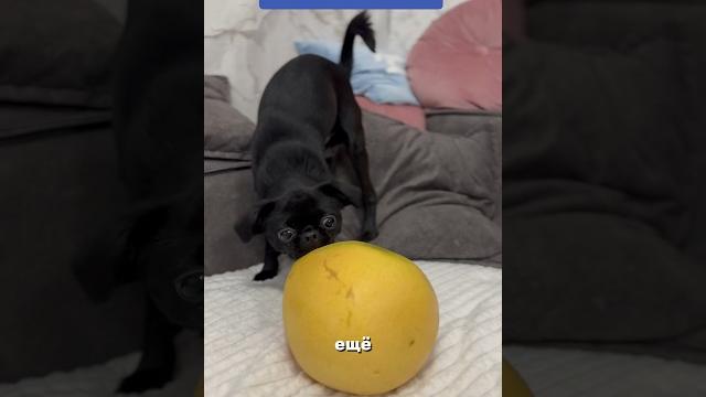 Какой ты на вкус?! #собака #прикол #животные #юмор #щенок #dog #doglover #милота #dogs #приколы Какой ты на вкус?! #собака #прикол #животные #юмор #щенок #dog #doglover #милота #dogs #приколы