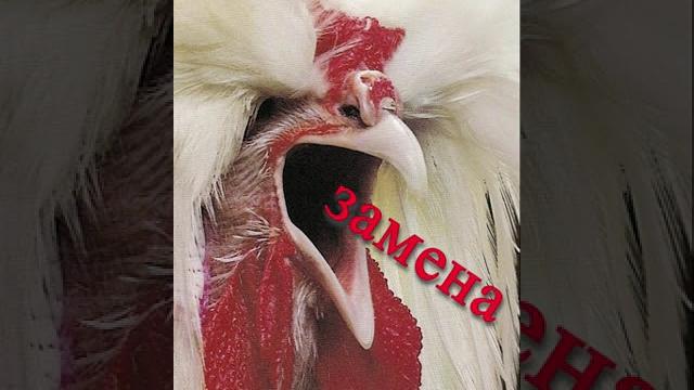 Петух. Замена без проблем (шутка) #shorts #humor Петух. Замена без проблем (шутка) #shorts #humor