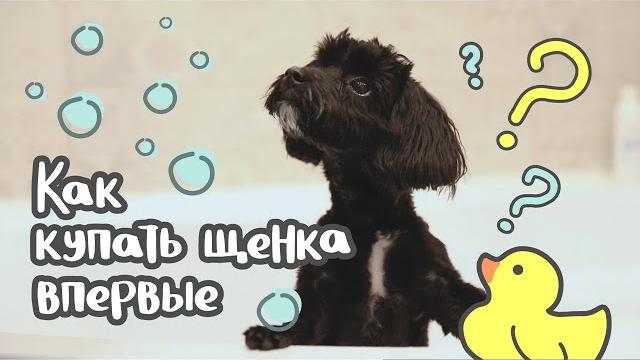 Как купать щенка в первый раз Как купать щенка в первый раз