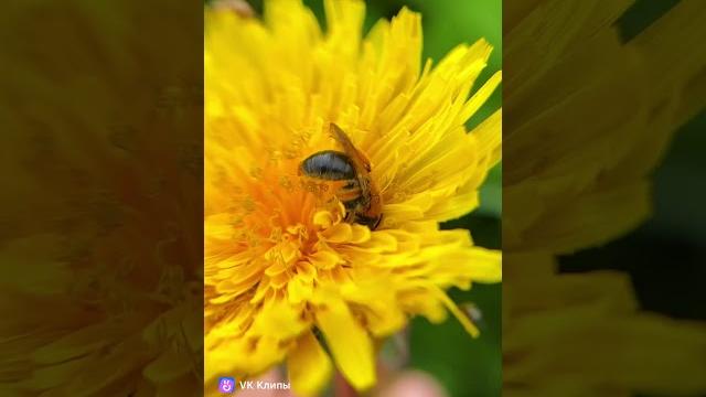ПРИРОДА ПРЕКРАСНА, ЭТО ВИДЕО ЭТО ДОКАЗЫВАЕТ. ПРИРОДА ПРЕКРАСНА, ЭТО ВИДЕО ЭТО ДОКАЗЫВАЕТ.