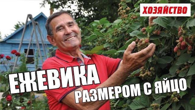 Выращивание ежевики от специалиста с многолетним стажем Выращивание ежевики от специалиста с многолетним стажем