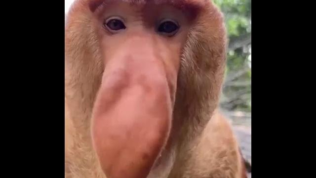 Смешная обезьянка Смешная обезьянка