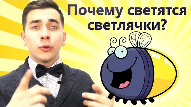 Почему светятся светлячки? Почему светятся светлячки?