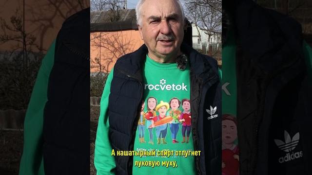 Всегда поливаю чеснок этой смесью весной! Никогда не болеет и не повреждается луковой мухой! Всегда поливаю чеснок этой смесью весной! Никогда не болеет и не повреждается луковой мухой!