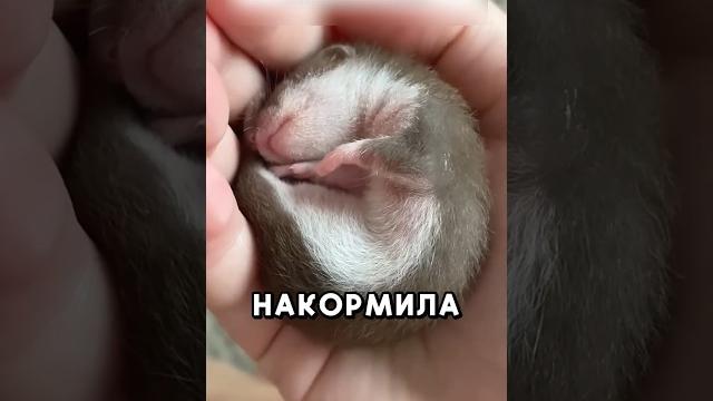 Это видео тронет ваше сердце #shorts Это видео тронет ваше сердце #shorts