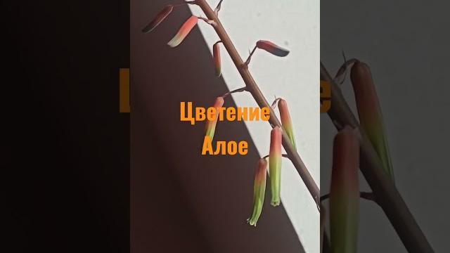 Цветение Алое Цветение Алое