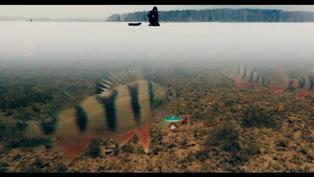 Ловля Окуня Зимой на Балансир | Зимняя рыбалка 2017 Ловля Окуня Зимой на Балансир | Зимняя рыбалка 2017