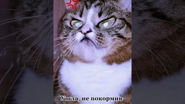 СМЕШНЫЕ КОШКИ / ПРИКОЛЫ С КОШКАМИ СМЕШНЫЕ КОШКИ / ПРИКОЛЫ С КОШКАМИ