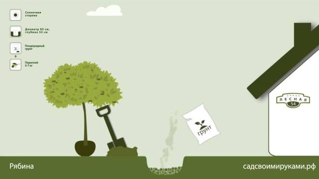 Рябина. Инструкция по посадке. СадСвоимиРуками Рябина. Инструкция по посадке. СадСвоимиРуками