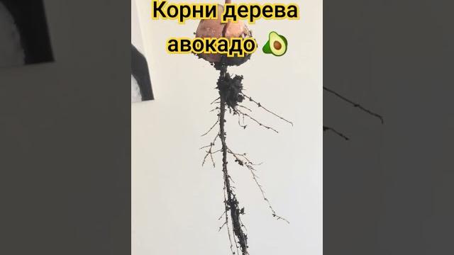 Корни дерева авокадо Корни дерева авокадо