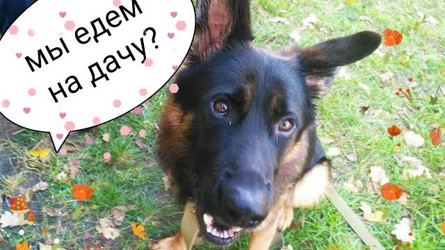 Собака собирается на дачу. Кто украл орехи? Рекс и сардельки? Dog goes to a country house Собака собирается на дачу. Кто украл орехи? Рекс и сардельки? Dog goes to a country house