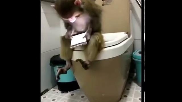 Смешное видео про обезьян Смешное видео про обезьян