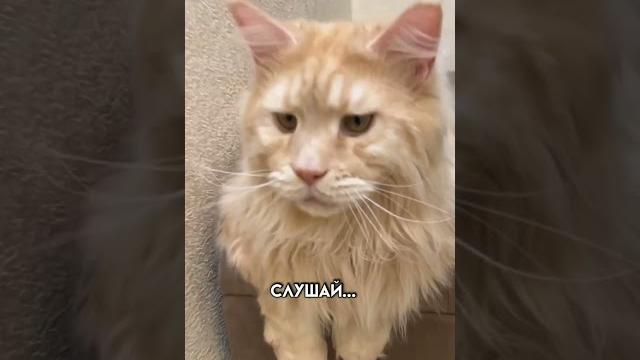 Любовь на паузе Любовь на паузе