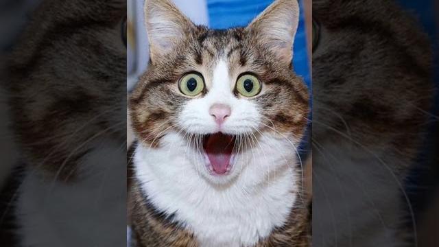 Смешные котики⬛ #youtube #котики #cats #funnyvideo #shorts Смешные котики⬛ #youtube #котики #cats #funnyvideo #shorts