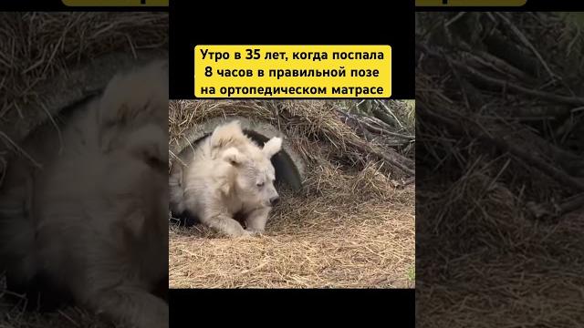 Как в 35 не быть разбитым корытом, а чувствовать себя на 18, в моем Телеграмме, ссылка в шапке проф. Как в 35 не быть разбитым корытом, а чувствовать себя на 18, в моем Телеграмме, ссылка в шапке проф.