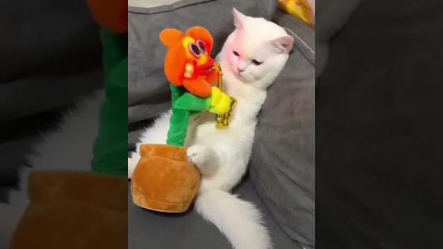 Смешные животные. Приколы с котами. Я банан. Смешно до слёз. Ржу не могу. Смешные коты. кот 2022 Смешные животные. Приколы с котами. Я банан. Смешно до слёз. Ржу не могу. Смешные коты. кот 2022