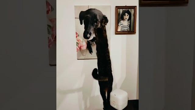 Очень трогательное видео про собаку #кошка #животные #добро #дослез #собака #тикток #shorts Очень трогательное видео про собаку #кошка #животные #добро #дослез #собака #тикток #shorts