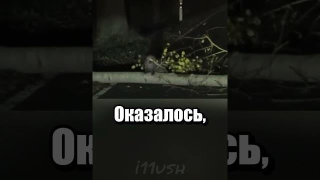 Бобр курва Бобр курва
