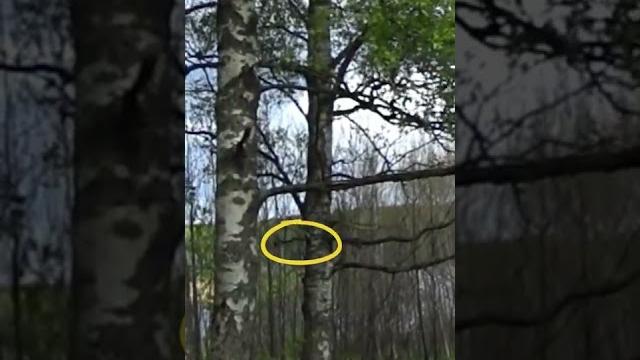 Видеоохота на дятла | Мир вокруг нас Видеоохота на дятла | Мир вокруг нас