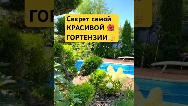 Как подчеркнуть красоту ГОРТЕНЗИИ Как подчеркнуть красоту ГОРТЕНЗИИ