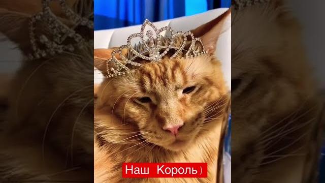 Кот Мейн Кун.#mainecoon Кот Мейн Кун.#mainecoon