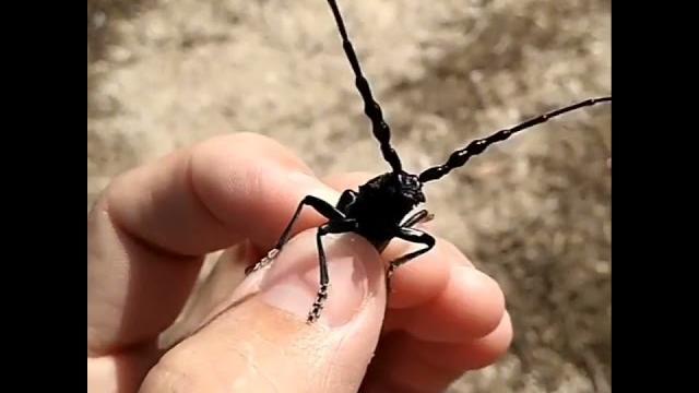 Жук усач слушает невидимую музыку! Жук усач слушает невидимую музыку!