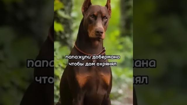 кто доберман кто доберман