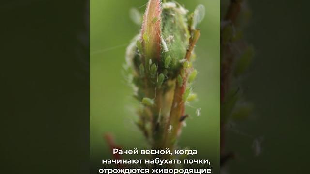 Тля боится ЭТОГО, как огня! Тля боится ЭТОГО, как огня!