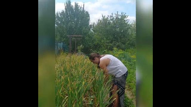 Завязываем чеснок Завязываем чеснок