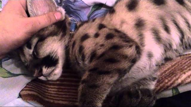 пума puma forever queen прикол пума puma forever queen прикол
