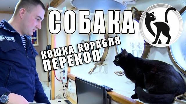 Собака - кот, талисман корабля "Перекоп" Собака - кот, талисман корабля "Перекоп"