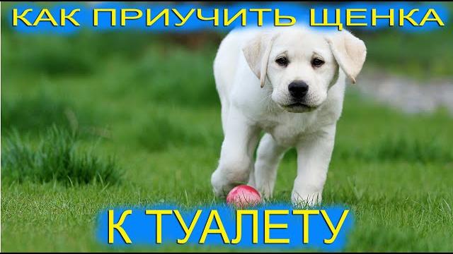 Как приучить щенка к туалету? Как приучить щенка к туалету?