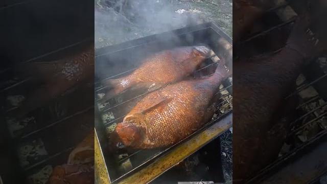 копчение рыбы копчение рыбы