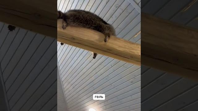 Вот так отдыхают еноты) Вот так отдыхают еноты)
