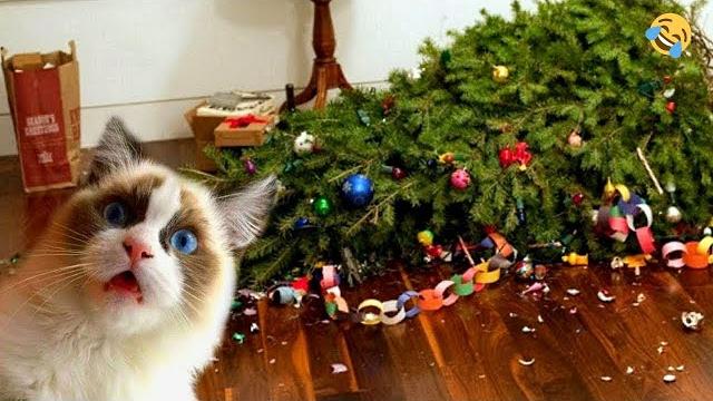 СМЕШНЫЕ ЖИВОТНЫЕ ПРИКОЛЫ С КОТАМИ И СОБАКАМИ СМЕШНЫЕ ЖИВОТНЫЕ ПРИКОЛЫ С КОТАМИ И СОБАКАМИ