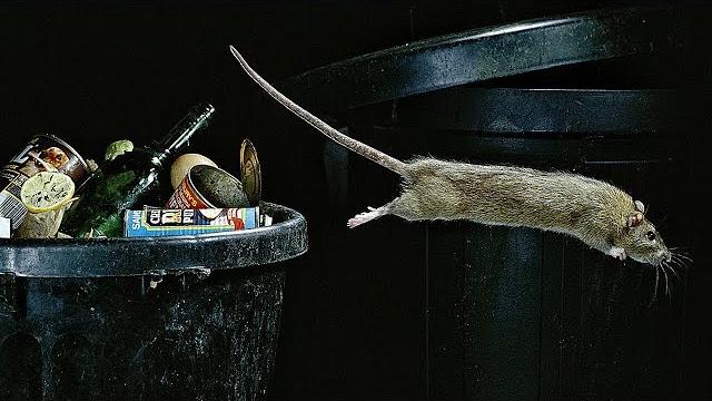 Как устроено крысиное общество ? Как устроено крысиное общество ?