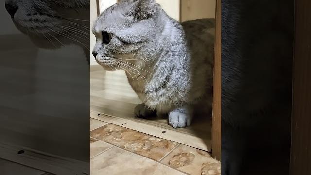 Кот - взяточник #смех #юмор #cat #видосыоткота #веселыекоты #кот #прикольныекоты #котики #котик Кот - взяточник #смех #юмор #cat #видосыоткота #веселыекоты #кот #прикольныекоты #котики #котик