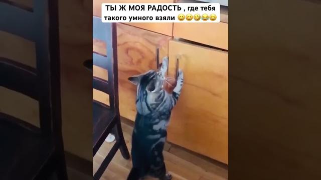 #юмор #котики #прикол #юмор #котики #прикол